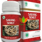 Sarang Semut Herbal Indo Utama 60 Kapsul